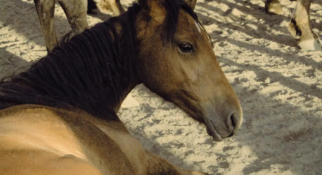 A horse lies on sandy ground, head held at a relaxed angle, illustrating a resting posture.