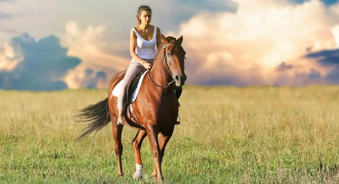 A rider on a bay horse standing in a sunlit grassy field with a dramatic sky, illustrating athletic conformation and calm temperament.