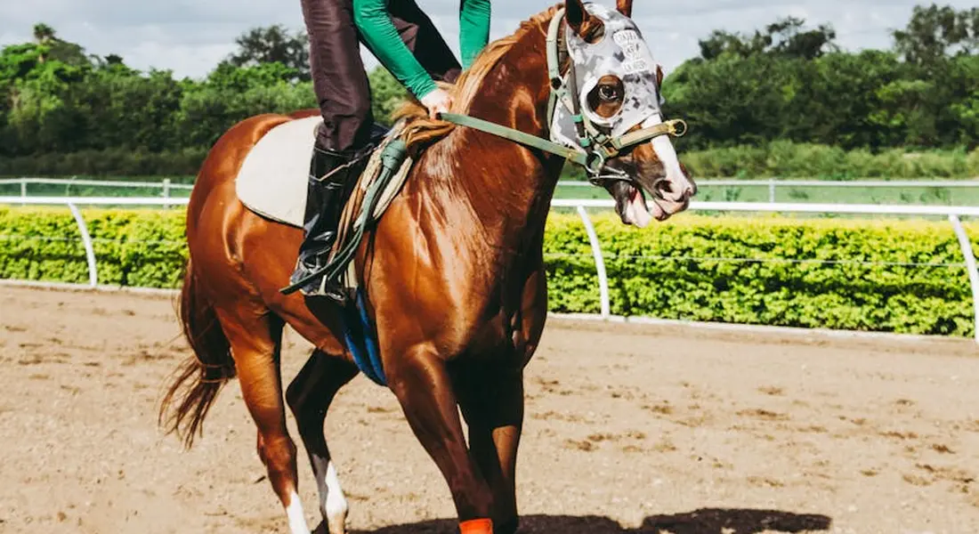 Brown horse with a white blaze on its face, ridden by a person wearing green sleeves, moving in a sandy arena with a white fence and green hedges in the background.