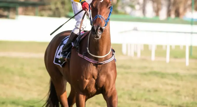 Brown horse with a rider wearing a saddle and bridle galloping across a grassy field.