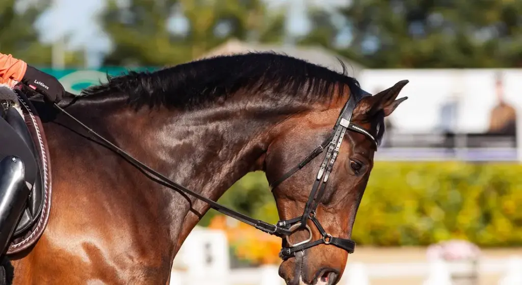 How to Trot, Gallop, and Turn Your Horse with Confidence and Control