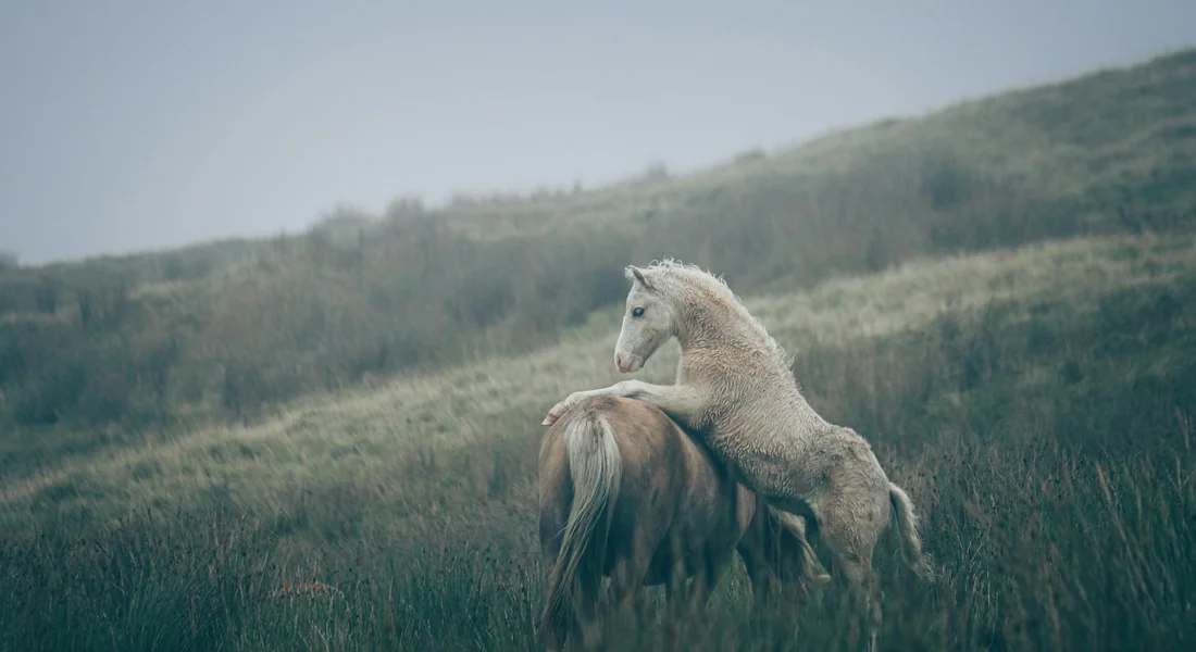 A pale, cream-colored horse is rolling in tall grass on a hillside as the wind moves its mane, with soft hills in the background.