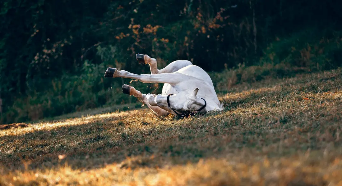 A white horse lying on its side and rolling on a sunlit grassy field, appearing relaxed and playful.