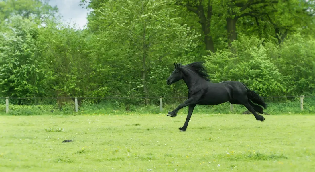 A black horse galloping across a lush green field with trees in the background.