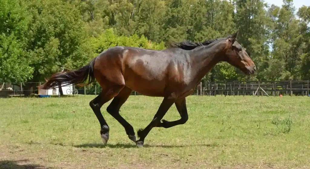 Equine Liability Decoded: Your Guide to Legal Protection as a Horse Owner