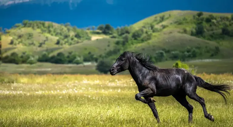 A black horse gallops across a sunlit meadow with rolling green hills in the distance.