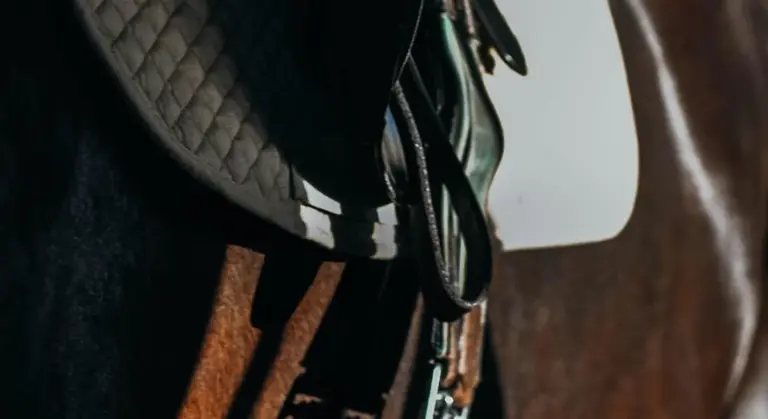 Close-up of a horse with a saddle.