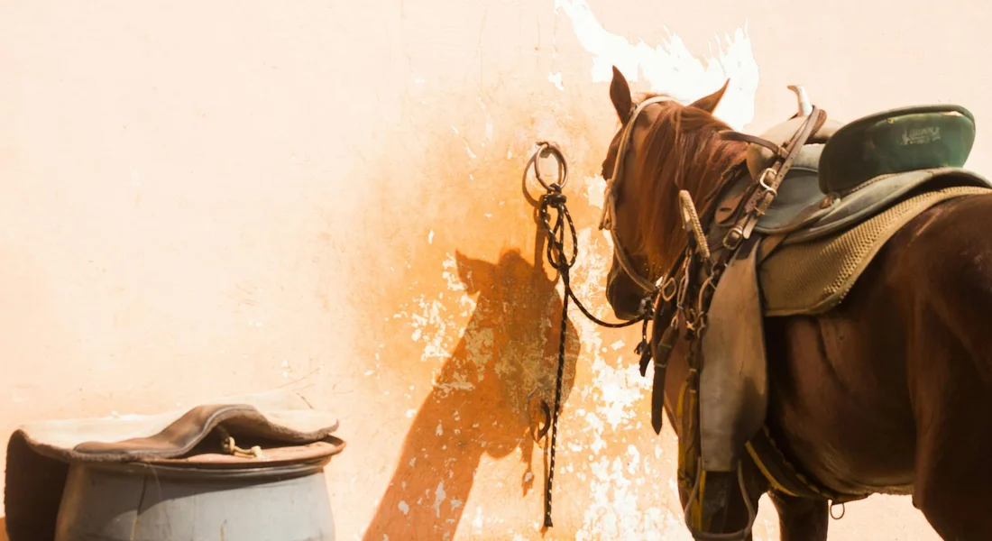 A calm horse stands beside a sunlit wall with a saddle laid on a barrel and tack hanging nearby, illustrating awareness of surroundings before mounting.