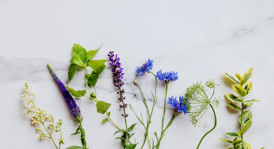 Assorted edible flowers and herbs laid out on a light surface, illustrating plants suitable for a horse-safe garden.