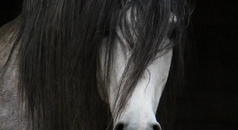 Close-up of a white horse's head with a long dark mane covering part of its face.