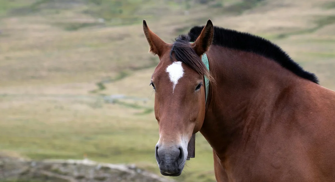 Close-up of a brown horse with a white blaze on its forehead, standing in a grassy, open landscape.