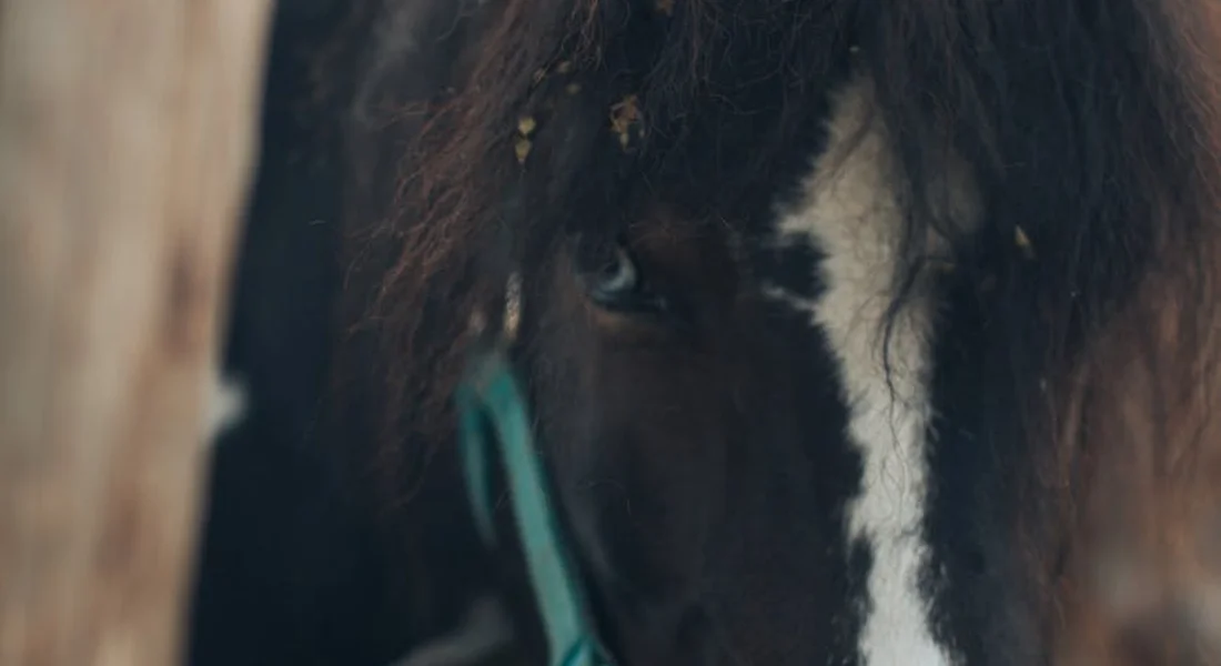 Close-up of a dark horse with a white blaze peering from a stall, illustrating shelter from the elements.