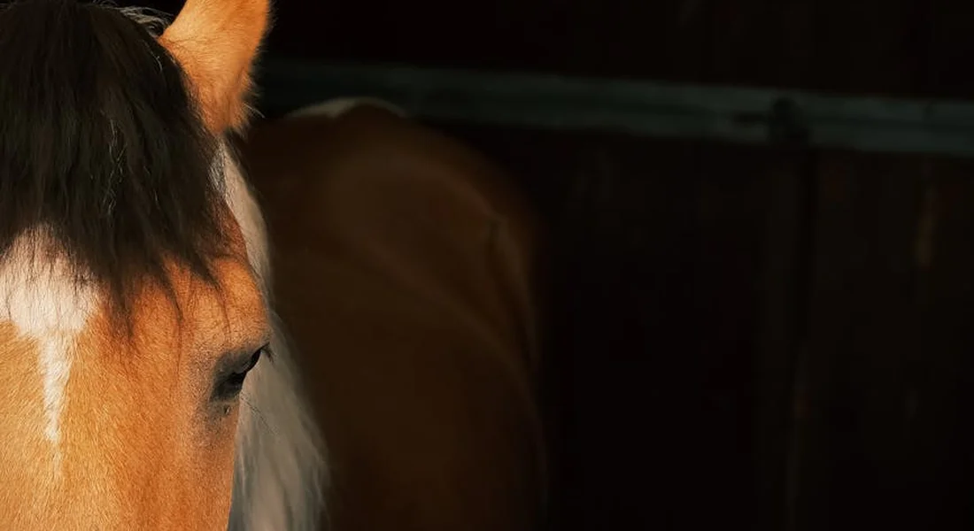Close-up of a horse's head in a dimly lit stable