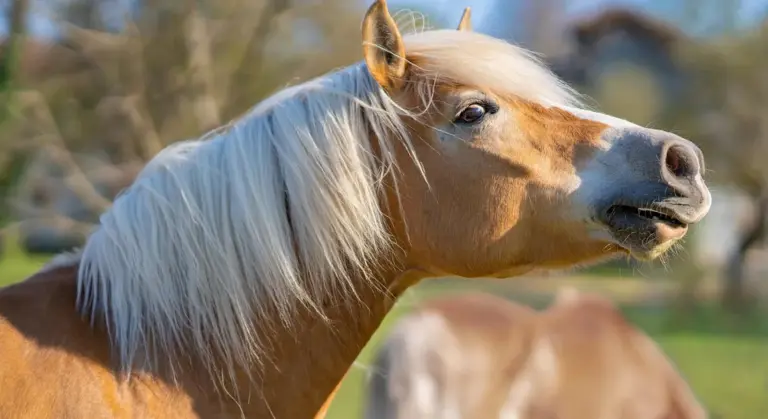 Close-up profile of a palomino horse with a flowing mane, outdoors, highlighting a well-groomed coat for competition.