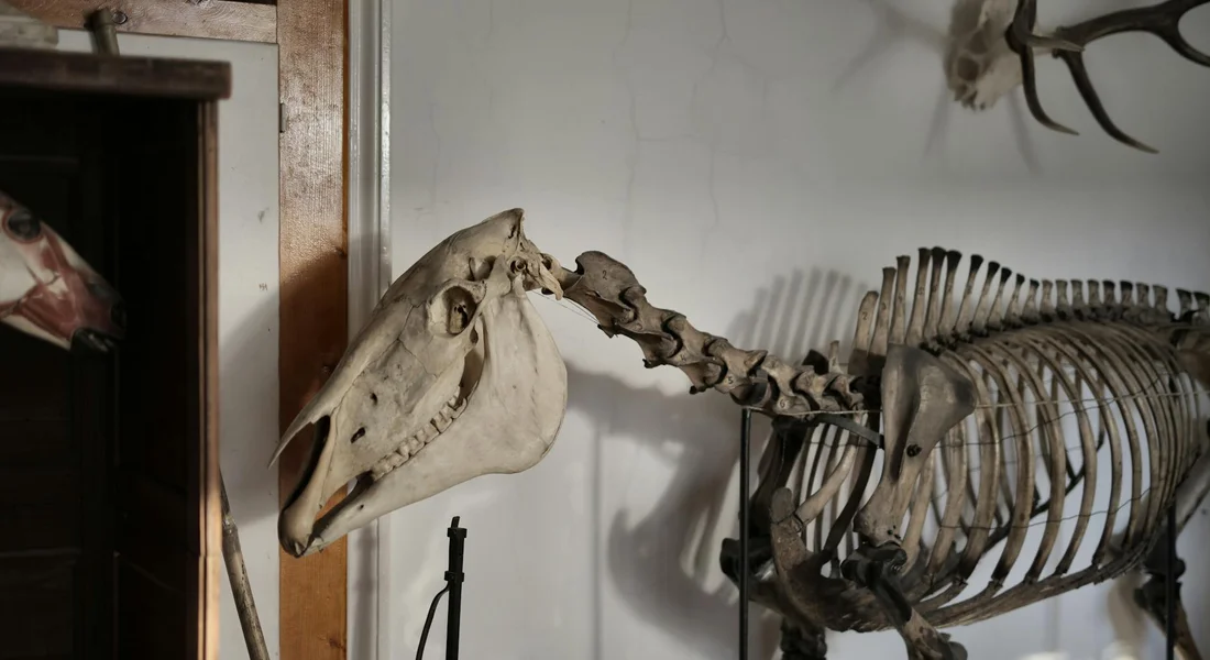 Mounted horse skeleton showing the skull, neck vertebrae, and rib cage in a barn setting.