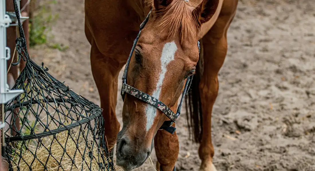 Close-up of a horse wearing a halter, with a black slow feeder net positioned nearby in a dirt riding arena.