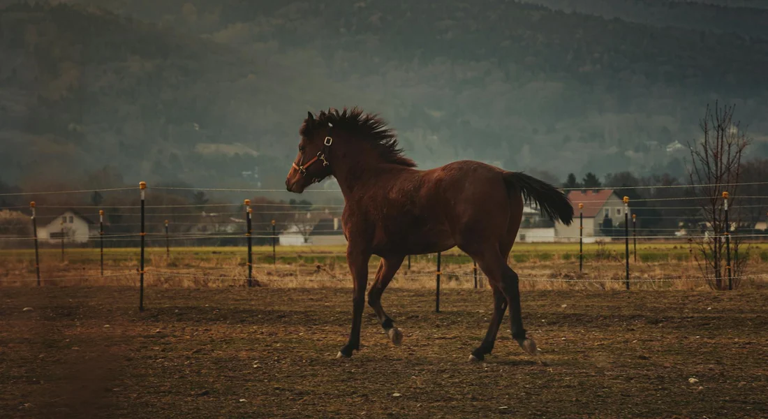 A brown horse trots across a fenced field with distant houses and mountains, capturing motion and athleticism.