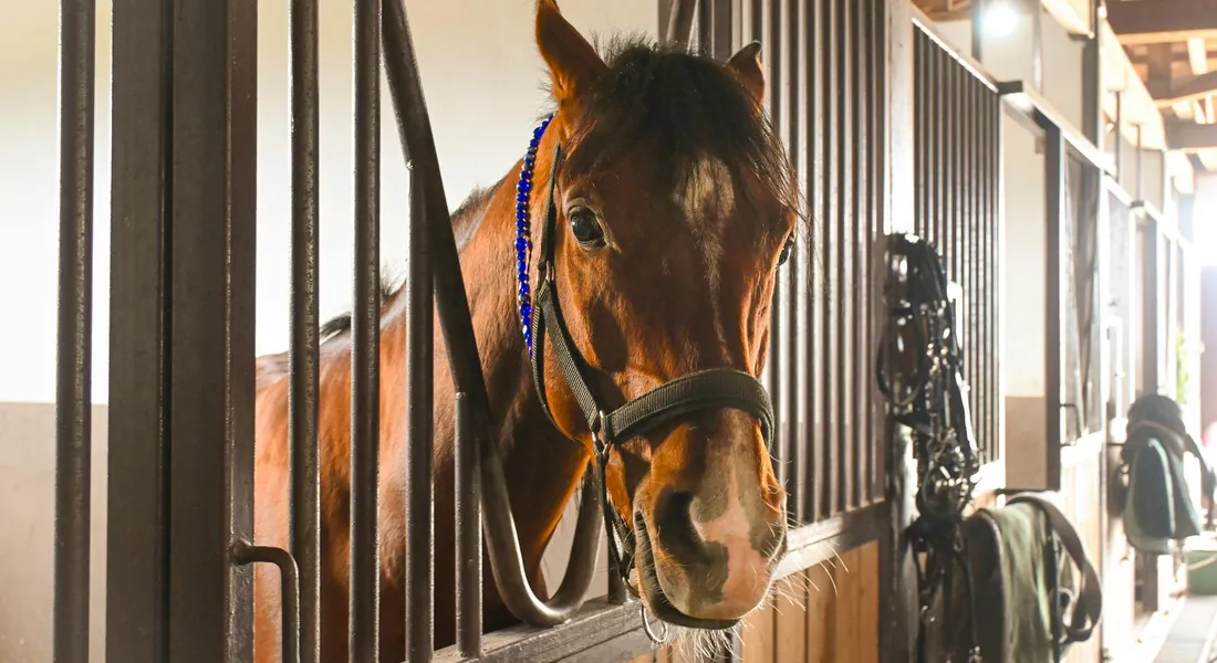 Close-up of a horse with a blue halter leaning toward the camera from its stall in a barn.