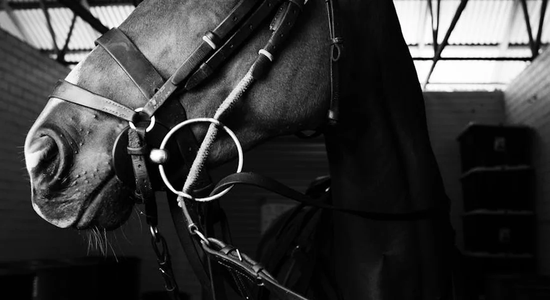 Close-up black-and-white photograph of a horse's head wearing a bridle in a stable