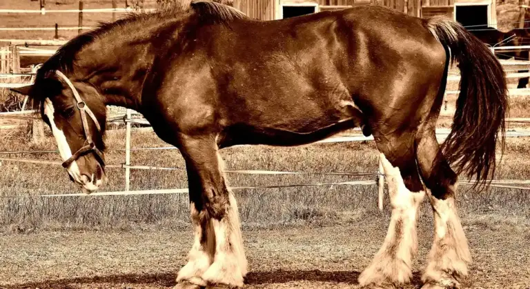 Brown horse with white markings wearing a halter, standing in a stable area with wooden fencing.