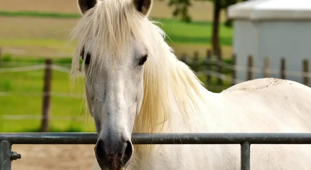 Preventing Common Horse Stable and Paddock Hazards: A Practical Guide