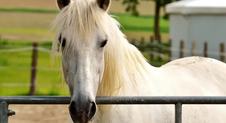 Close-up of a white horse peeking over a metal rail in a paddock with a grassy background.