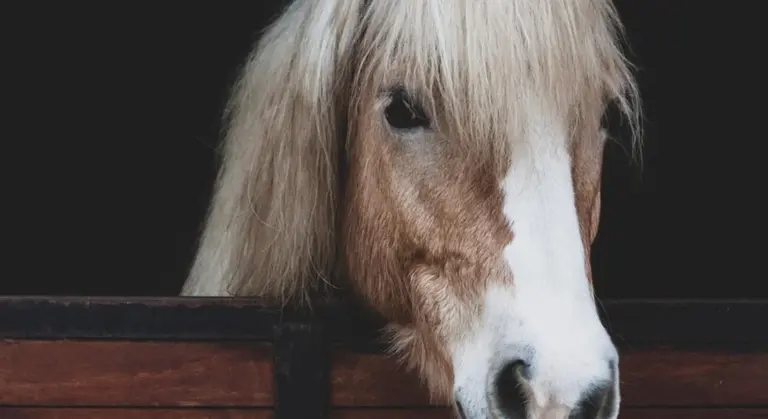 Close-up of a horse with a white blaze peeking over a stall door in a dark stable.