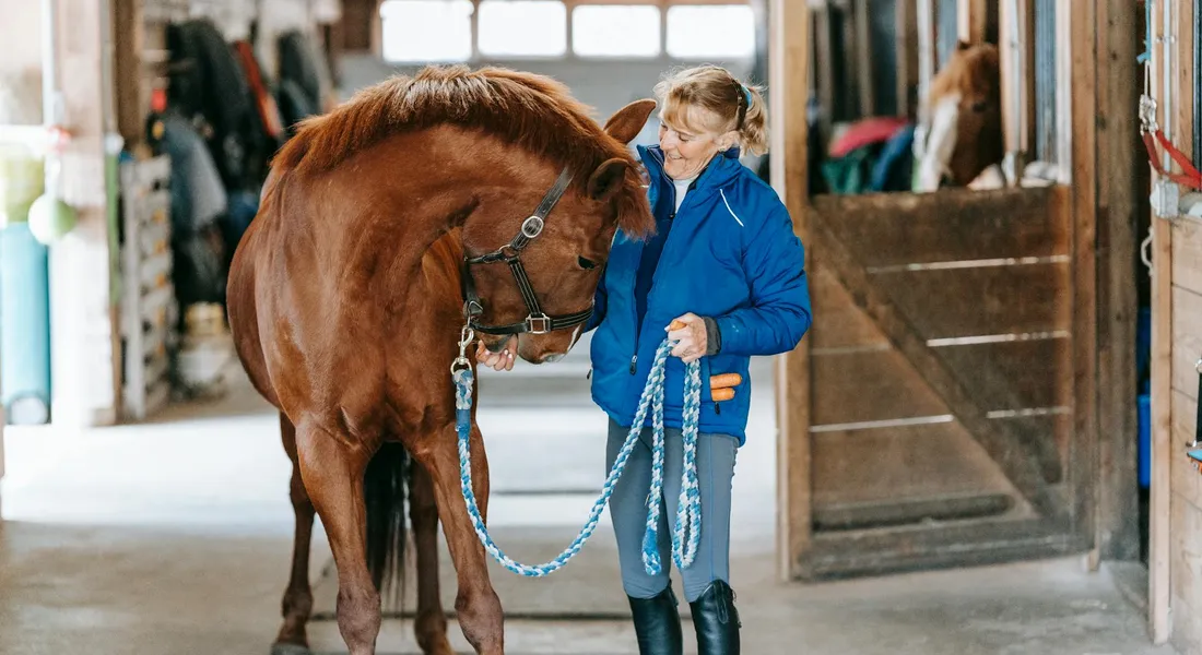 A person in a blue jacket leads a brown horse inside a stable, holding a braided rope while the horse nuzzles near the person's shoulder. Stall doors and equipment are visible in the background.