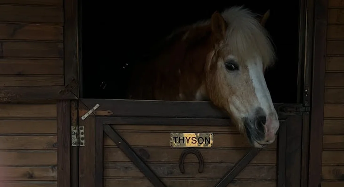 Horse head peeking out of a stall window in a wooden barn; a stall door with a metal latch and a small nameplate