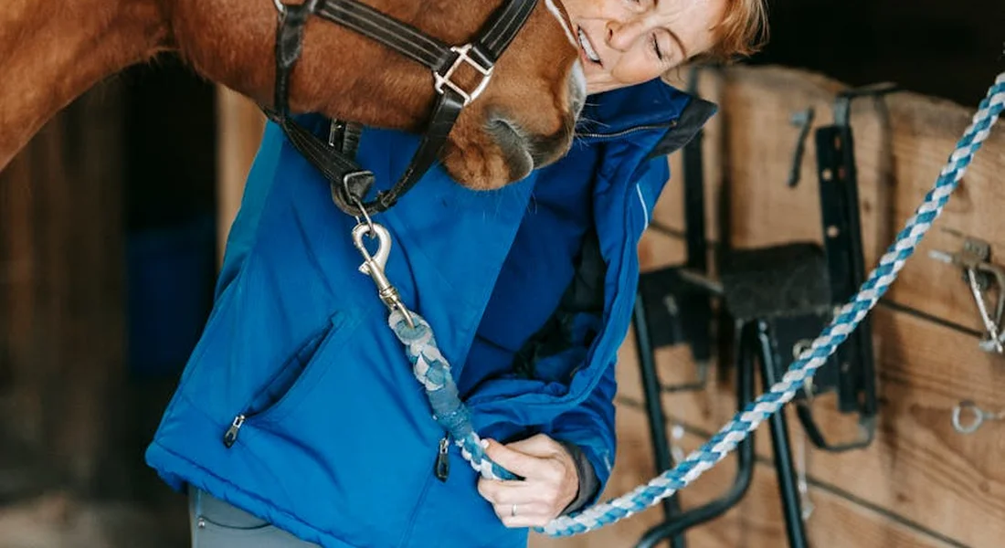 A person in a blue jacket leans toward a horse inside a wooden stable, holding a lead rope attached to the halter.