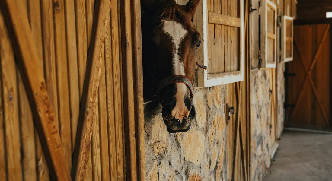 A horse peeks its head out from a stall in a rustic wooden barn with stone lower walls.