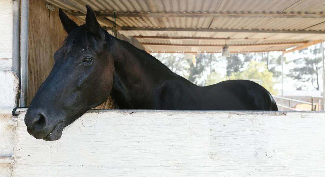Close-up of a dark horse with its head over a white stall wall inside a barn.