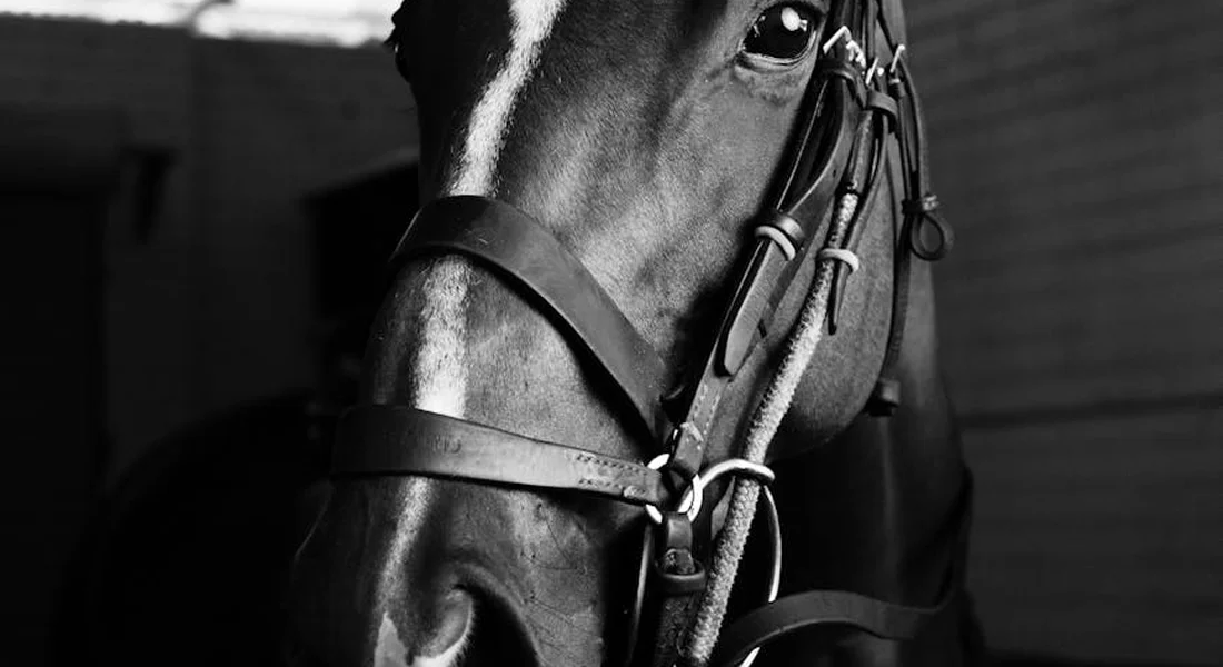 Close-up of a horse wearing a bridle in a stall, black and white.