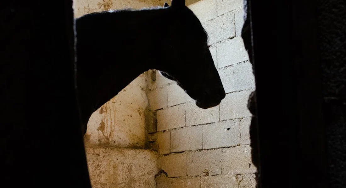 Horse's head poking through a stall door with white brick interior.