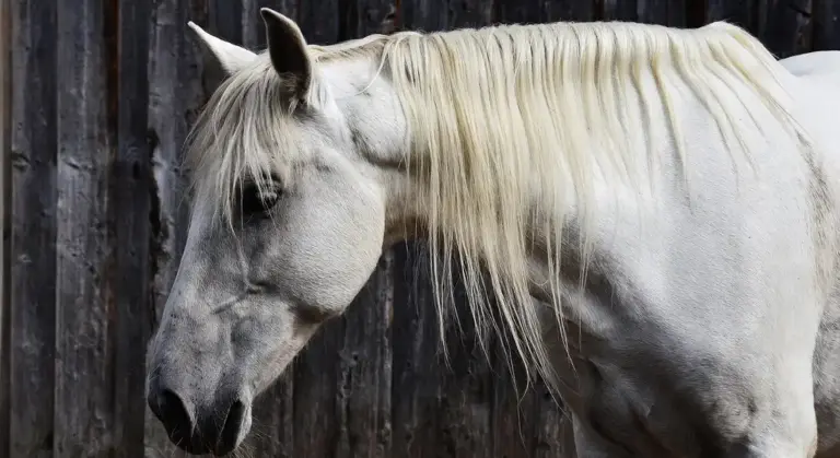 White horse with long mane standing near a dark wooden barn wall, representing a farm setting for stall mucking.