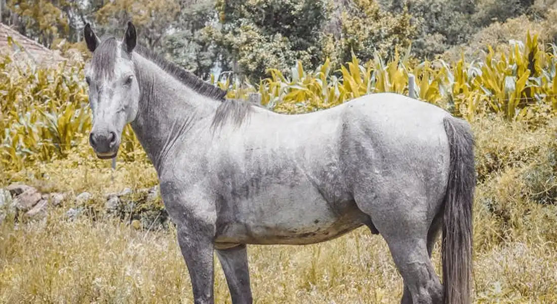 Gray horse standing in a sunlit field with tall grasses and foliage in the background.