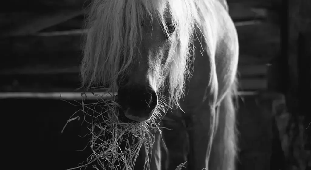 Can Horses Eat Straw? Understanding Roughage in Equine Diets