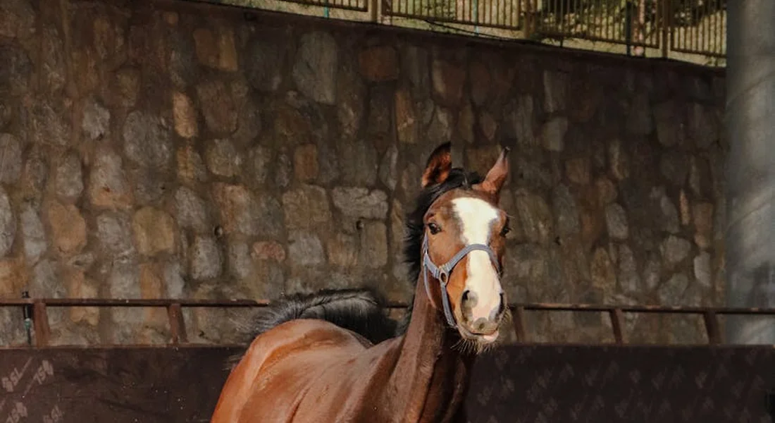 Chestnut horse with a white blaze wearing a bridle in an indoor riding arena.