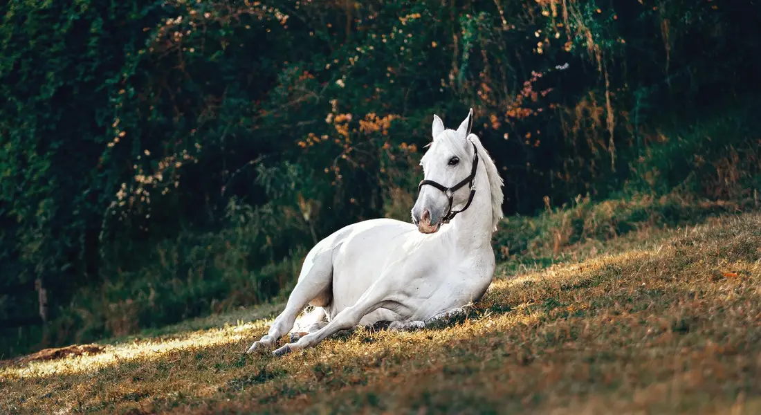 White horse lying on a sunlit grassy slope with a forest backdrop.