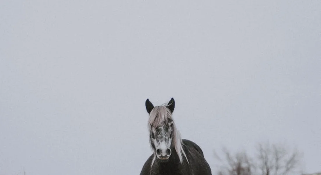 A dark horse stands in a snowy landscape, facing the camera with ears forward.