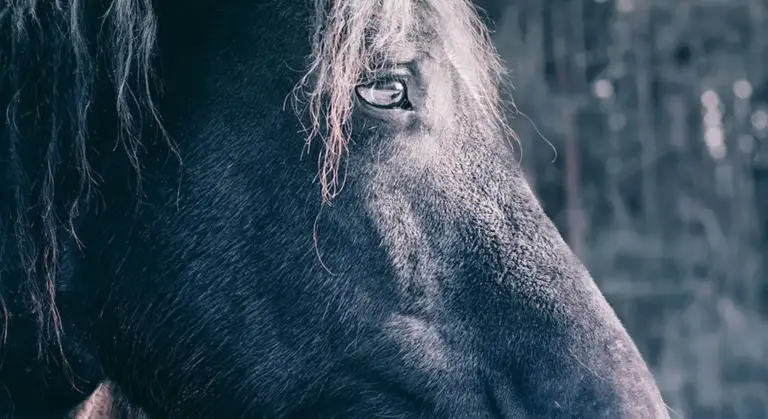 Close-up photograph of a horse's head in grayscale, highlighting its eye and mane.