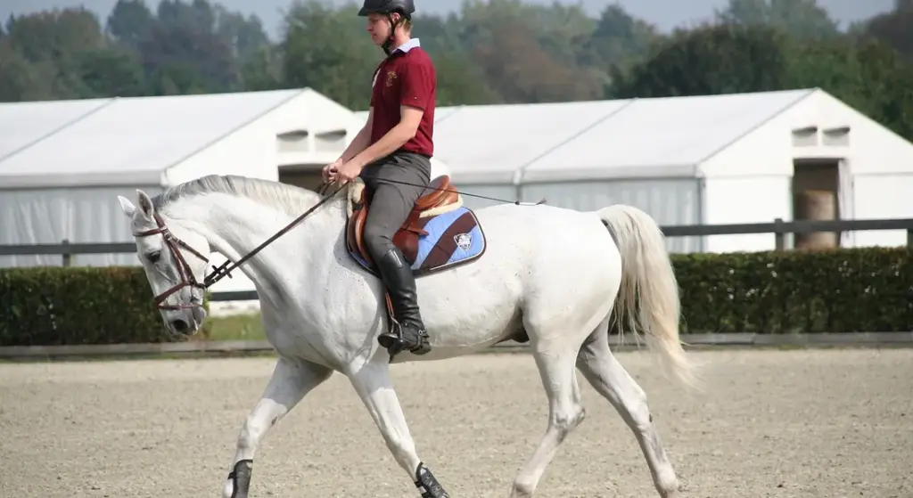 Horse Tack and Tacking: A Practical Guide for Safety and Comfort