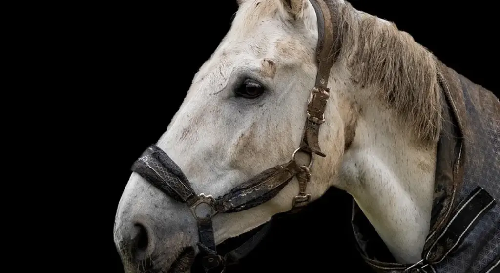 How to Clean and Maintain Horse Tack and Blankets: A Practical Barn-Side Guide
