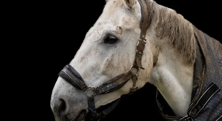 Close-up of a light-colored horse wearing a leather bridle against a black background.