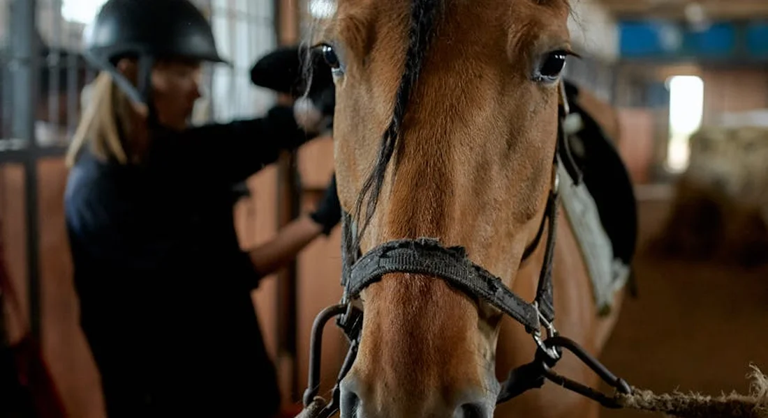 Close-up of a horse wearing a bridle in a stable, with two people in the background adjusting tack.