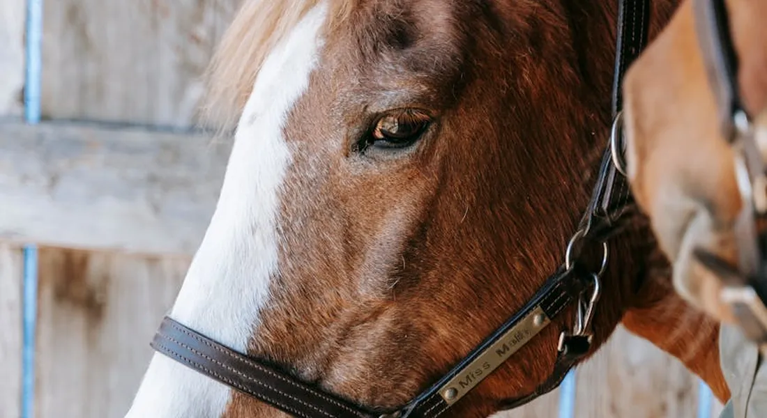 Close-up of a horse's head wearing a leather bridle, with a wooden fence in the background.