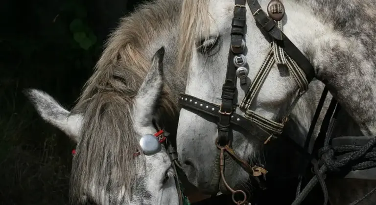 Close-up of two horses' heads wearing bridles with multiple straps and buckles.