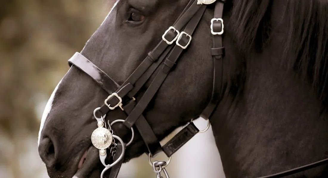 Close-up of a horse wearing a bridle and reins, showcasing tack and gear.