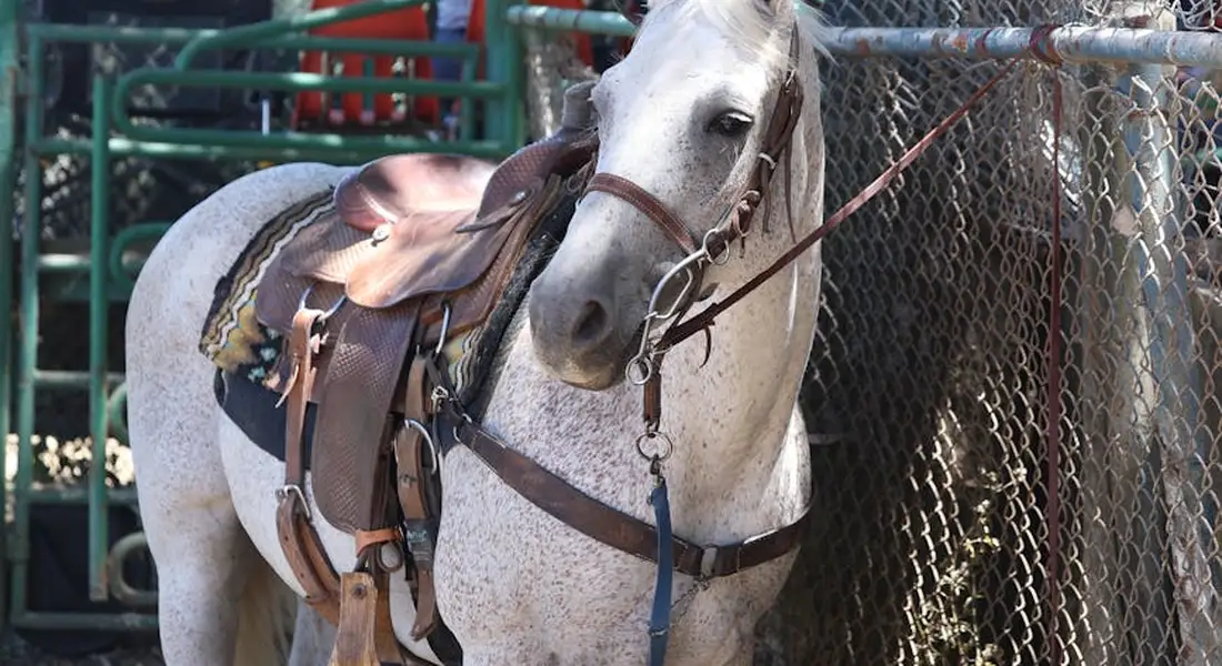Gray horse wearing leather riding tack, including a saddle, bridle, and reins, standing near a chain-link fence.