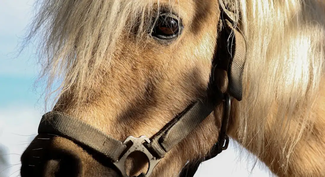 Close-up of a light-colored horse wearing a bridle, highlighting leather tack.